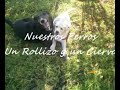 el videoclip de nuestros perros:
