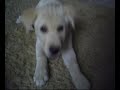 el videoclip de nuestros perros:
