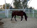 Riding English TROT Riding English TROT