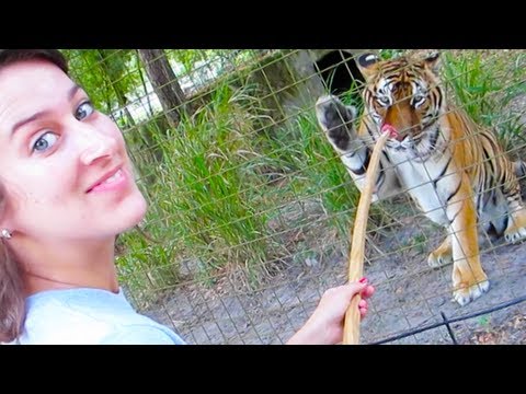 Tigers - Get your free CTFxC Netflix trial http://netflix.com/CTFxC Shirts, Guitar pick necklaces, Hoodies http://ctfxcmerch.com Big Cat Rescue Stuff (click show more...