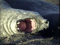 Sea Elephants