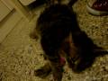 La mascota de Coralies Last kiss La mascota de Coralies Last kiss