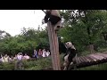 Panda Stuck in a Tree
