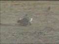Rabbit Vs  Snake