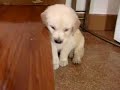 5 weeks old, can\
