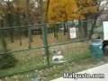 videos de Blopper de skate