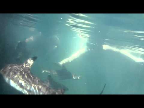 See video