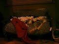 眠りイヌ動画