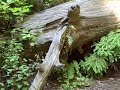 Hike to Limekiln Falls
