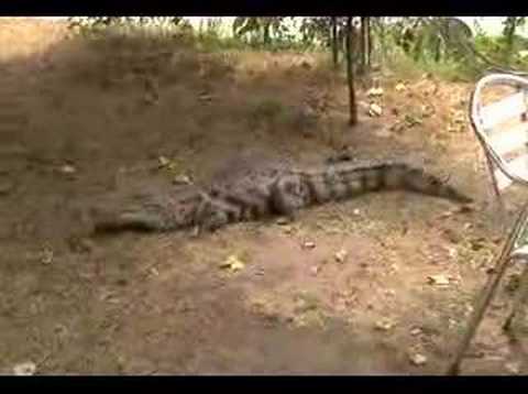 nile crocodile