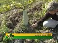 Control de hongos en viñedo ecológico