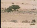 david attenborough looks at the strange quiver tree. from the bbc.