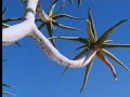 How the quiver tree survives in the desert - David Attenborough - BBC wildlife How the quiver tree survives in the desert - David Attenborough - BBC wildlife
