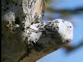 david attenborough looks at the strange quiver tree. from the bbc.