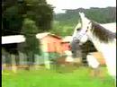 VALKIRIA BRYAN - HARAS FAZENDA S�O FRANCISCO