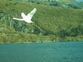 A short video of swans which greeted us with a fly-by when we arrived at Llyn Padarn lakeside, Llanberis for a walk.