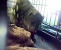 Quoll - UQ open day; Gatton