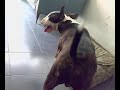 bull terrier \"NITRO\" mi asesino domestico