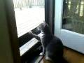 Gary the Tweeting Cat