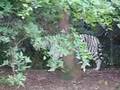 Royal-Bengal-Tiger-in-Tennesse