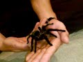 Brachypelma Albopilosa High Rez
