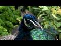 videos de What's On In London - Ep 4 Part 1