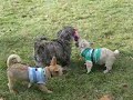 Cairn Terrier Rescue Puppies Available in NJ- Part 4 of 5