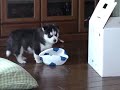 baby husky