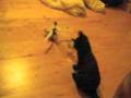 Lama v3 helicopter vs Kitty