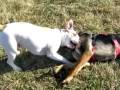 Wyatt Plays with Dipper at Reno Dog Park