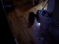 bunney tricks :3