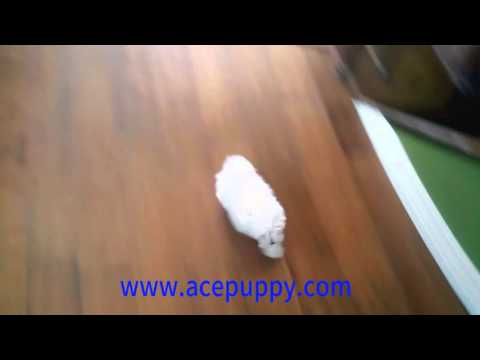 Tiny Teacup Maltese Pup - Leo