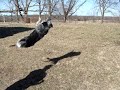 Callie The Wonder Dog