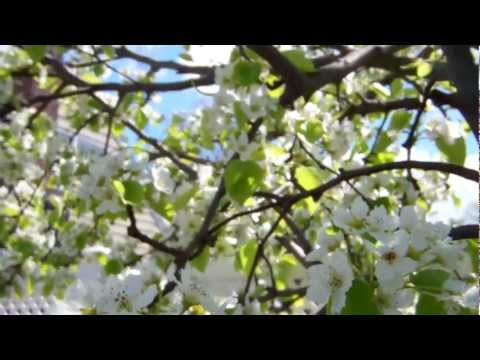 how to fertilize asian pear trees