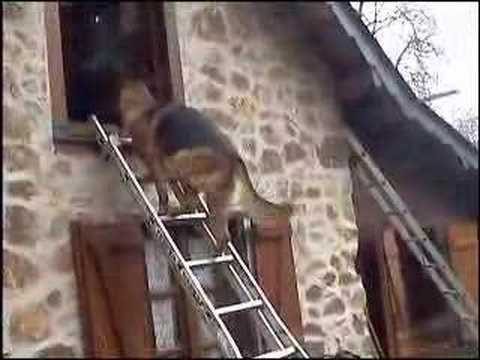 chien berger allemand