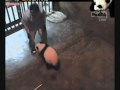 Lin Ping and her Keeper Play Nov 25, 2009 Chiang Mai Zoo.mp4