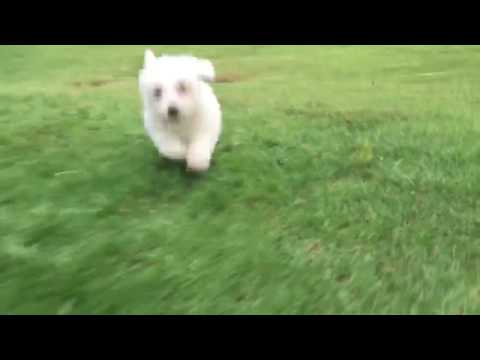 Frankie loves to running around the yard after a good nap