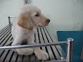 Project QQ - Save the abandoned puppy
