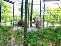 Porcupine Dancing