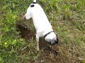 Dog Digging