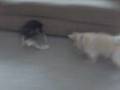 Dogs Playing Tug of War
