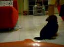Teaching PoPo how to sit