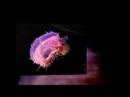 Fish Brain Robot by Freqlab