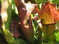 Sarracenia, uno splendore di forme e colori... Sarracenia, uno splendore di forme e colori...