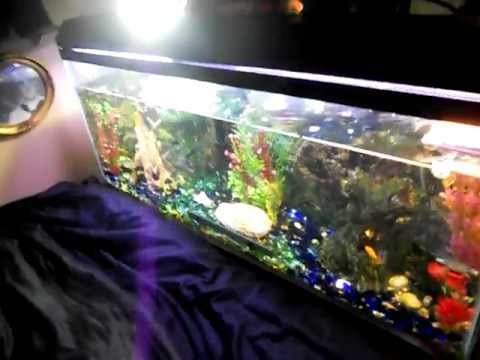 how to care terrapin