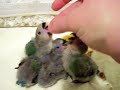 starting-the-weaning-process-in-lovebird-babies.html