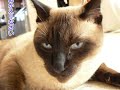 シャム猫ミースケのブログ編集VOL.16 Siamese Cat's P