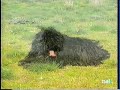 PULI