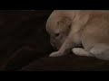 Puppy Discovers Andrex Puppy Discovers Andrex