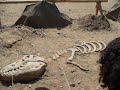 Fosil Dinosaurio Fosil Dinosaurio